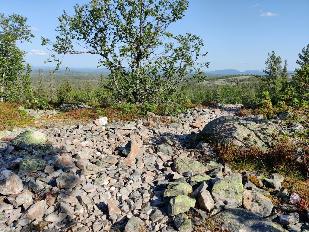 Kuva kivikkoisesta maastosta, joka rajaantuu varpuihin ja kituliaisiin pensaisiin. Taustalla metsää ja tuntureita.