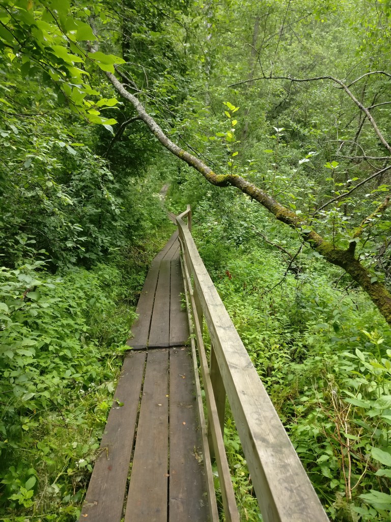 Kuva eteenpäin vievistä puisista pitkospuista, jotka on varustettu kaiteella. Maasto on vihreää kummallakin puolen. Sammaleen peittämä oksa raartuu pitkospuiden ylle.