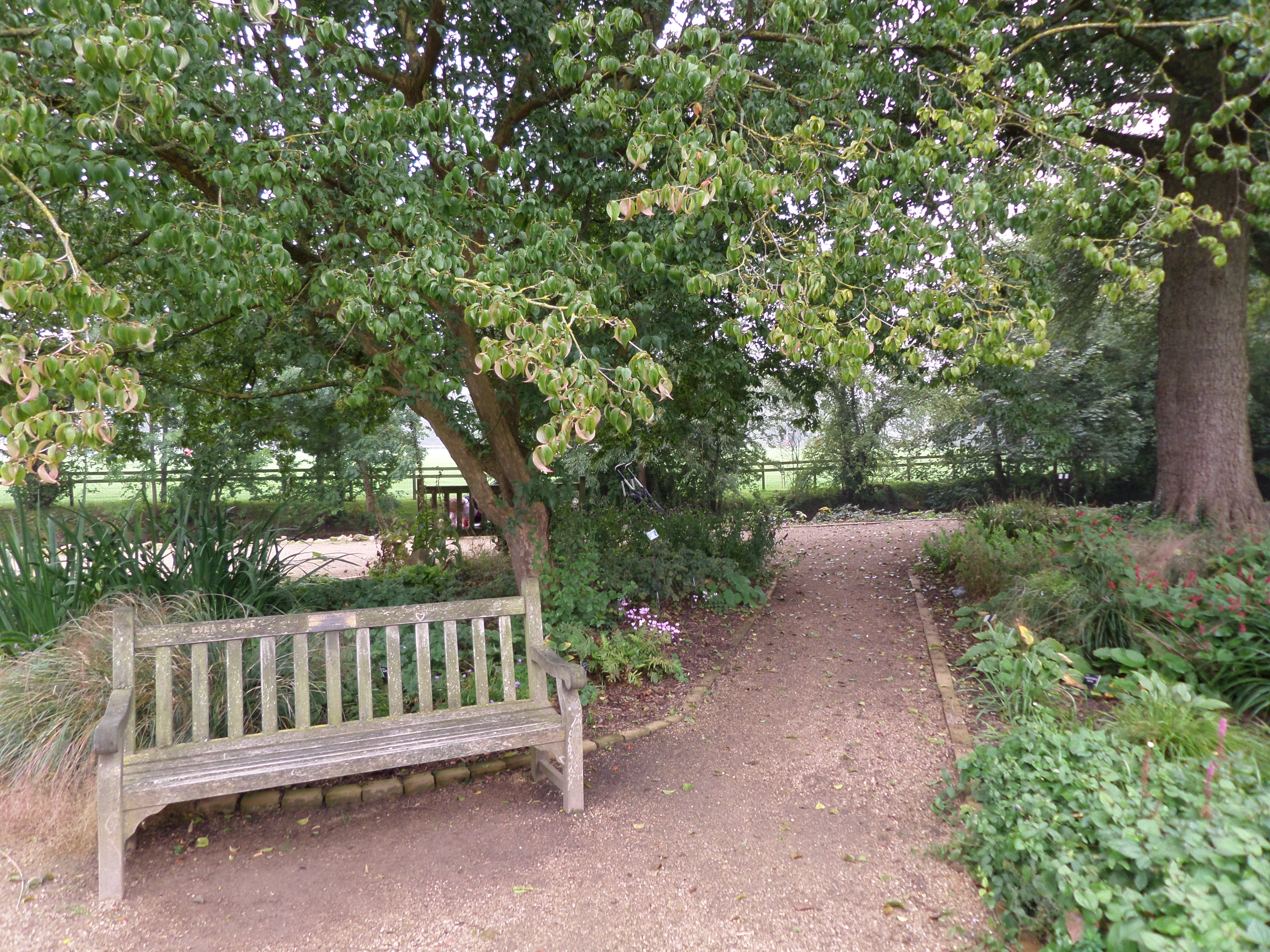 Polun reunassa oleva puutarhanpenkki, jota varjostaa puu.