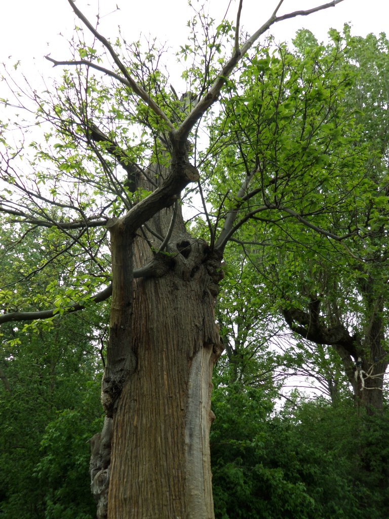 Elävän näköinen iso puu Kensingtonin puistossa.