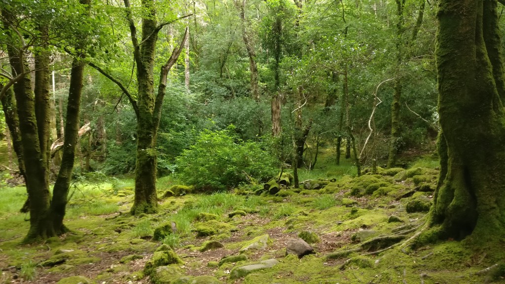 Maisemakuva hyvin vihreästä metsästä, jossa sekä maa että puunrungot ovat sammaleen peitossa.
