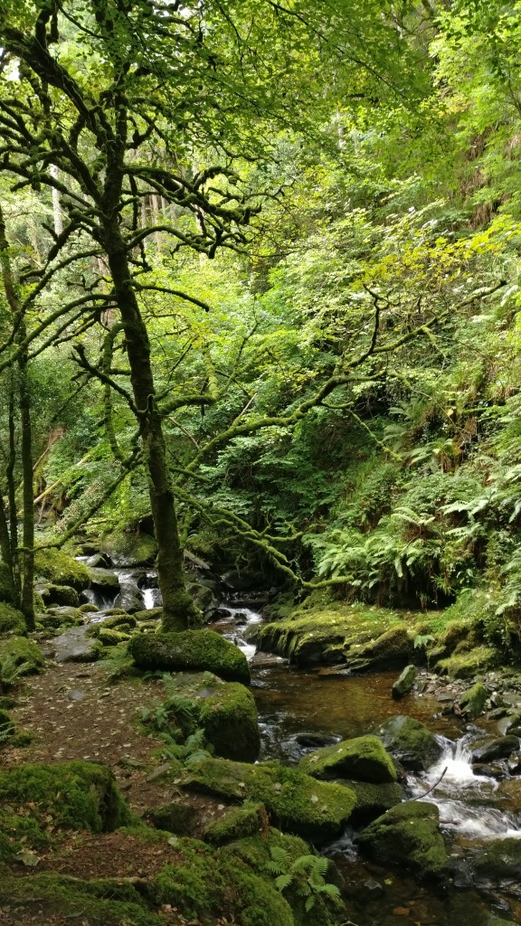 Vihreä maisemakuva, jossa virtaa kapea puro. Sammal peittää kiviä ja puiden runkoja, puron toisella puolella on saniaisia.