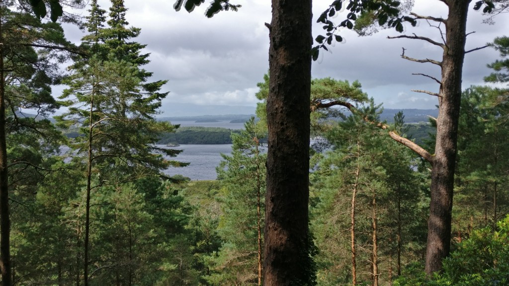 Maisemakuva, jossa etualalla havupuita, joiden välistä pilkottaa taustalla järvi. Kovin suomalainen tunnelma.