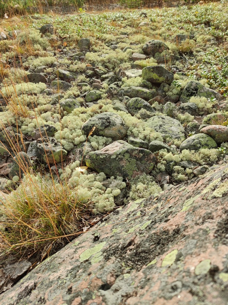 Erityislähikuva kivikkoisesta maastosta, joka on täynnä jäkälää.