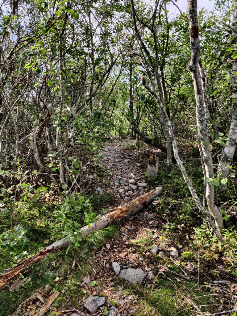 Kuvan keskellä polku vie pienten ja matalien puiden välistä eteenpäin. Maisema on vihreä ja kivikkoinen.