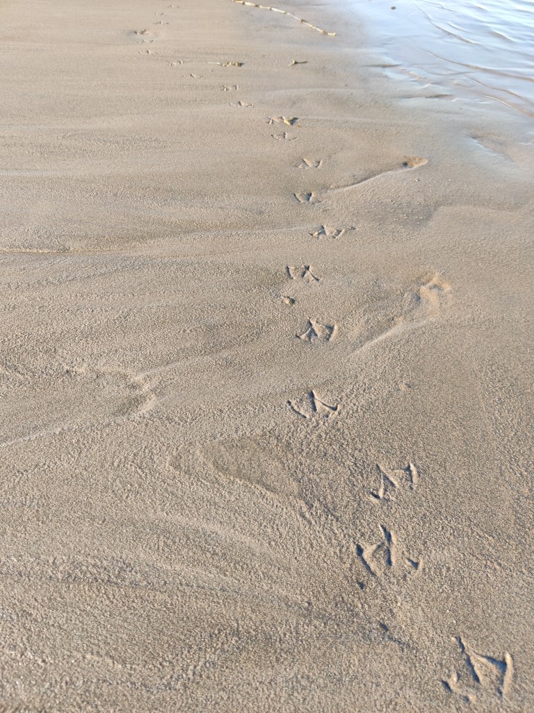 Lähikuva kosteasta hiekkarannasta, jossa on linnun räpylänjäljet.