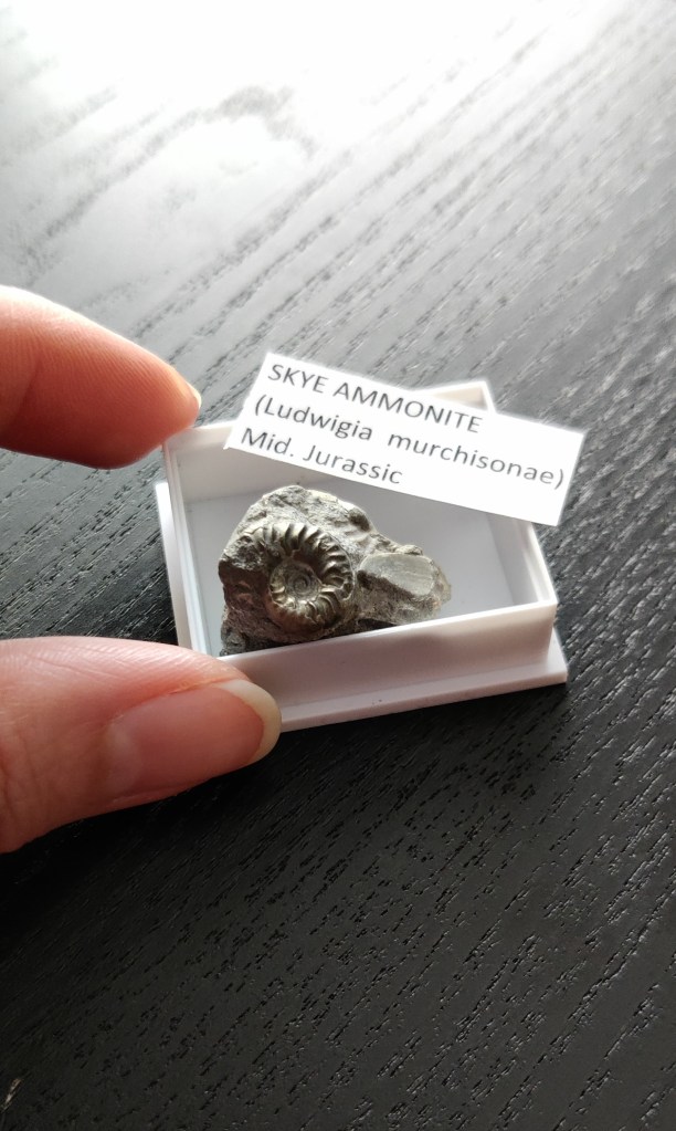 Erikoislähikuvassa valkoisessa rasiassa oleva fossiili. Kivestä erottuu kierteellä oleva, simpukkamainen kuvio. Mukana teksti SKYE AMMONITE (Ludwigia murchisonae) Mid. Jurassic. Katjan sormet pitelevät rasiaa ja antavat fossiilille mittakaavan: se on peukalonkynnen kokoinen.
