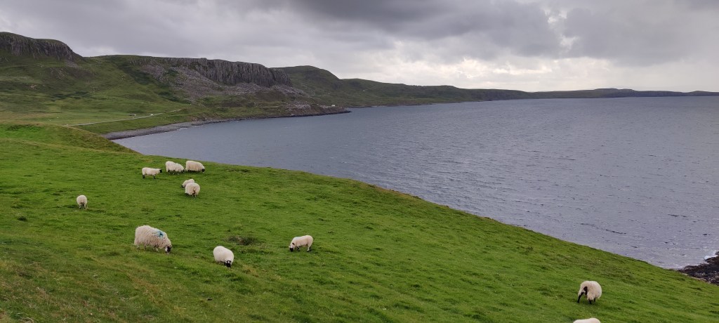 Nurmikkoinen rannikkokaistale, jolla laiduntaa useita valkoturkkisia lampaita, joilla on mustat naamat ja jalat. Taustalla kallioinen rannikko ja siniharmaa meri.