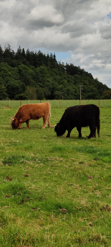 Pystykuva kahdesta ylämaan karjan naudasta laiduntamassa aidatulla nurmikentällä. Toinen naudoista on musta, toinen vaaleanruskea. Kumpikin ruokailee tyytyväisenä.